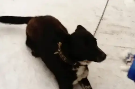 Пропала собака на ул. Колхозная в Сыктывкаре