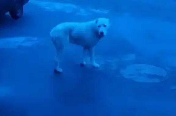 Собака найдена на Верейской 10, Москва