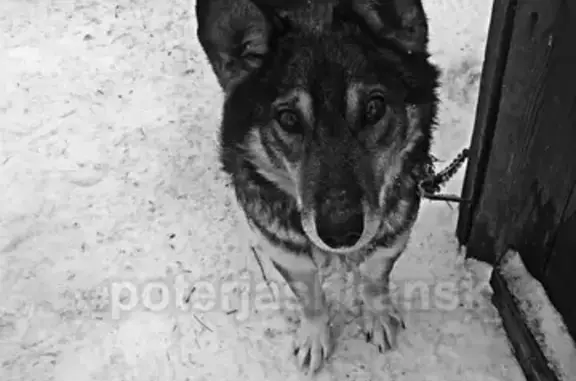 Собаки потеряшки, село Дубровино, фото: Потеряшка собака в НСО селе Дубровино 13.02.19