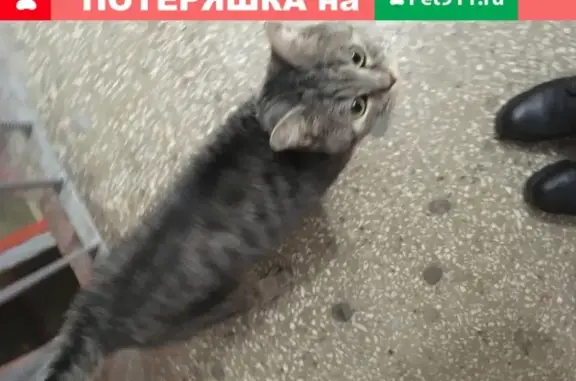 Контактная кошка на улице Орджоникидзе