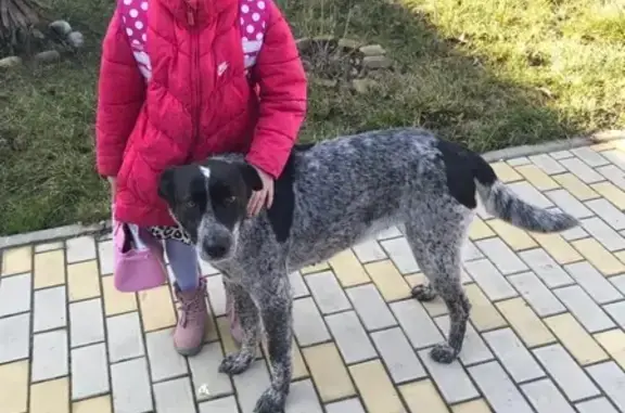 Найдена собака в Яблоновке, Краснодар