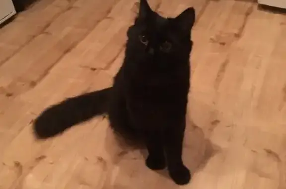 Объявления о пропавших и найденных животных, Владимир, фото: Пропал кот на ул. Северной, д.24, кличка Джонни.