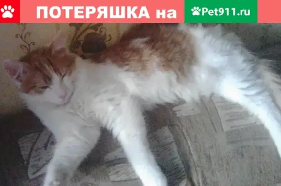 Кошки потеряшки, Смоленск, фото: Потеряшка кошка на ул. Крупской [Смоленск]