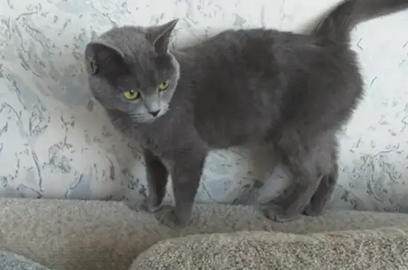 Пропала кошка на Комсомольской 42, кличка Муся