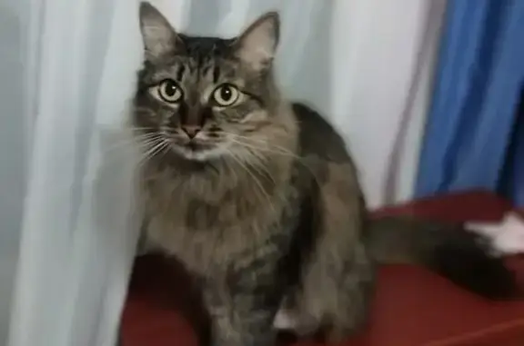 Пропала кошка Милка в р-не Универмага, Железногорск.