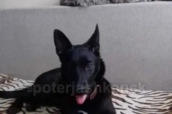 Найдена собака на улице Танковая в Новосибирске