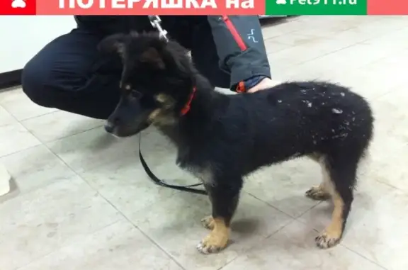 Найден щенок в центре Ульяновска