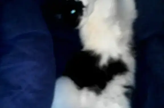 Кошки потеряшки, Водный, фото: Потеряшка кошка на улице Гагарина 18 в Водном