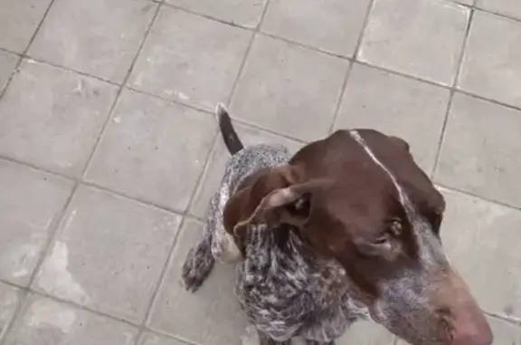 Найдена собака в посёлке Комсомольском, ищем хозяев