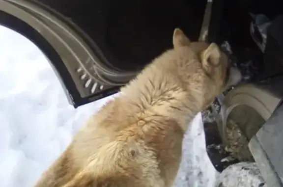 Найдена собака в Сызрани, Россия