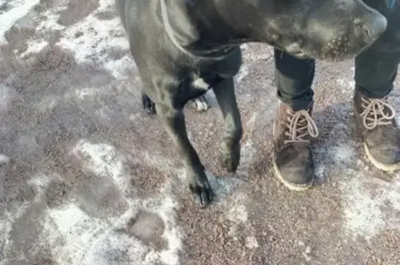 Собака найдена в парке Александрино (СПб)