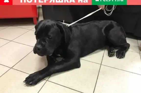 Найдена собака в Курске, ищем хозяина