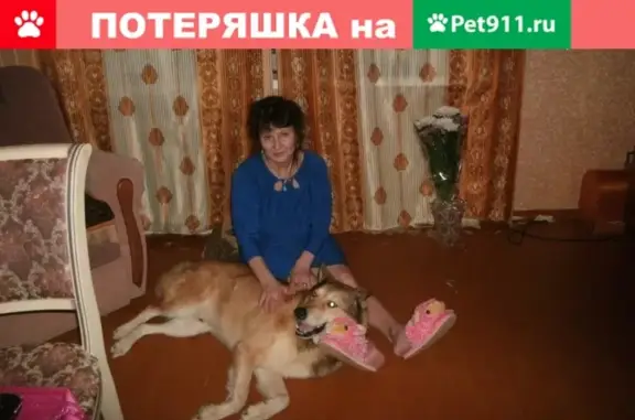 Пропала собака Дружок в Северодвинске, урочище Параниха