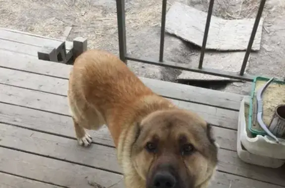 Собака найдена на ул. В. Сайбеля, 41, Артем, Россия