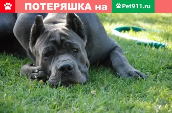 Пропала собака на ул. Нестерова, 17