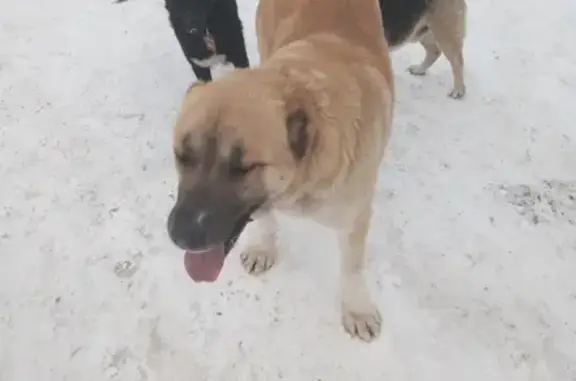 Собака-алабай на ул. Даля, Оренбург - СРОЧНО!