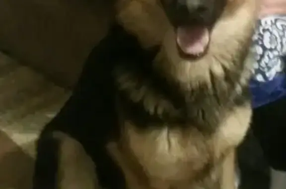 Собаки потеряшки, поселок городского типа Тайтурка, фото: Потеряшка немецкая овчарка в поселке Тайтурка