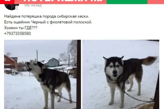 Найдена собака в Мелеузе, Республика Башкортостан