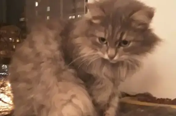 Найдена кошка на улице Смурякова в Ивантеевке