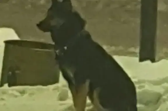 Найдена собака в Ступино на улице