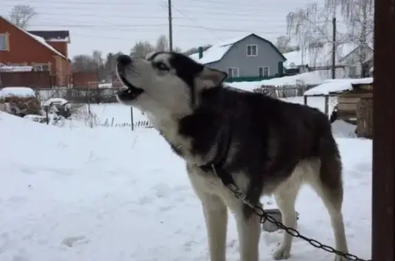 Собака найдена в Мелеузе, Башкортостан: сибирская хаски с ошейником.