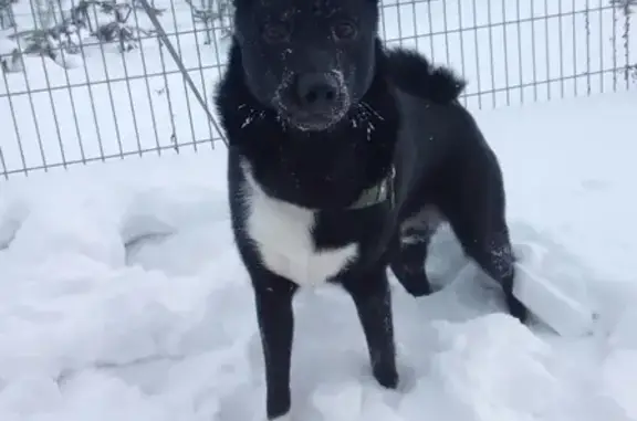 Пропала собака в Воткинском районе, ищем Русско-Европейскую лайку с белыми лапками.