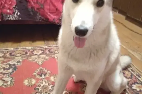 Найдена собака в Орехово-Зуево: западно-сибирская лайка.