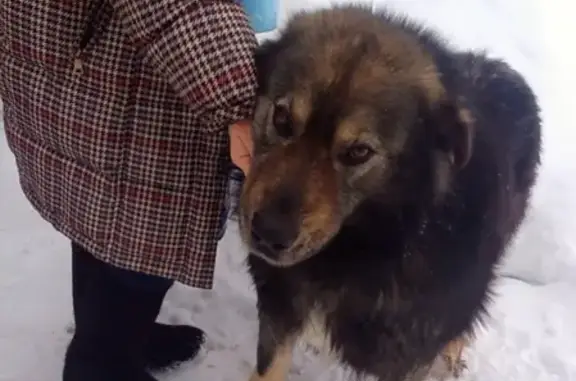 Найдена собака в Альметьевске