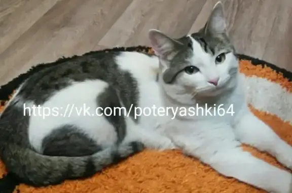 Пропала кошка Яша в Заводском районе, Саратов