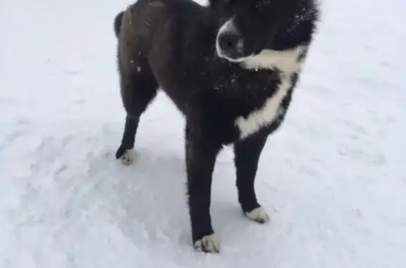 Найдена собака в районе Пионерской, Коломна