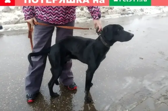 Собака найдена на заправке возле Компьютерии в Твери