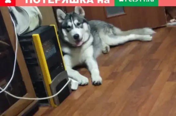 Пропала собака Арчи в Ростове Великом, приметы: глаза карие с очками