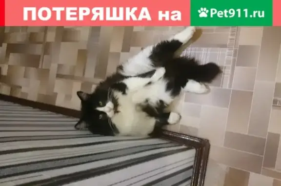 Пропала кошка Мурзик по адресу М.Горького, 77