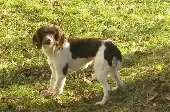 Пропала собака Ника из приюта в Елизово, Камчатский край