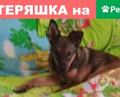Пропала собака Лика на Лапшиновке, Ленинск-Кузнецкий