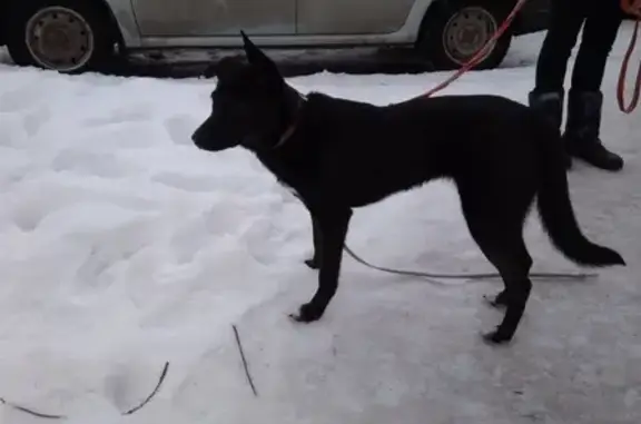 Найдена собака в районе Попова и Ломоносова, Великий Новгород