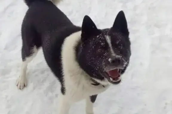 Собаки потеряшки, Туношенское, фото: Потеряшка собака в районе Твердино, ищем уже 4 дня!