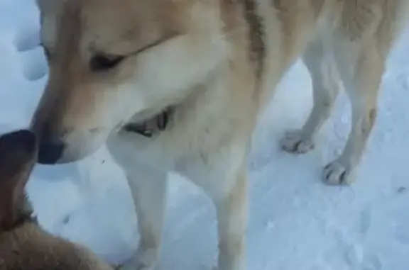 Пропала собака в Челябинске #lostpet #пропала_собака #Челябинск