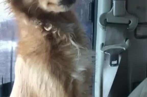 Найдена собака на трассе Москва-Дубна в районе деревни Спиридово