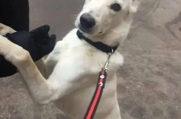Найдена белая собака возле м. Тимирязевская