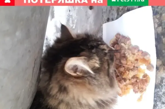 Найдена кошка в Москве на Научном проезде