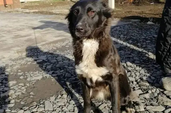 Пропала беременная собака в Сальске