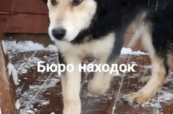Найдена собака на ул. Полярная в Соломбальском районе
