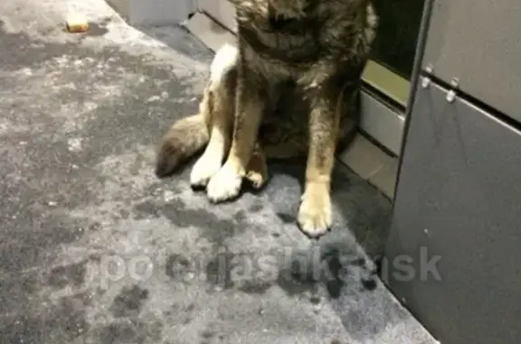Найдена собака в Дзержинском районе: Один глаз, ошейник, вызов на отлов