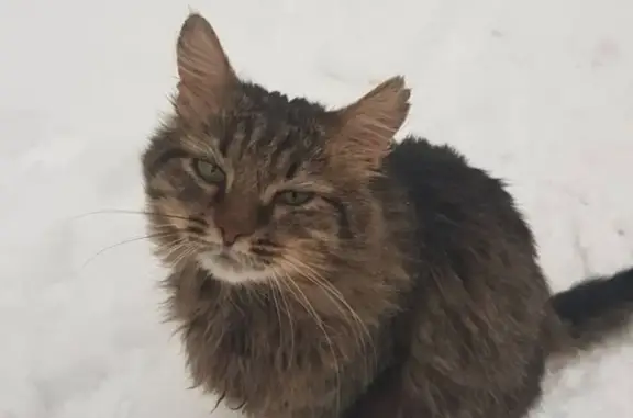 Найдена кошка на Нижегородской