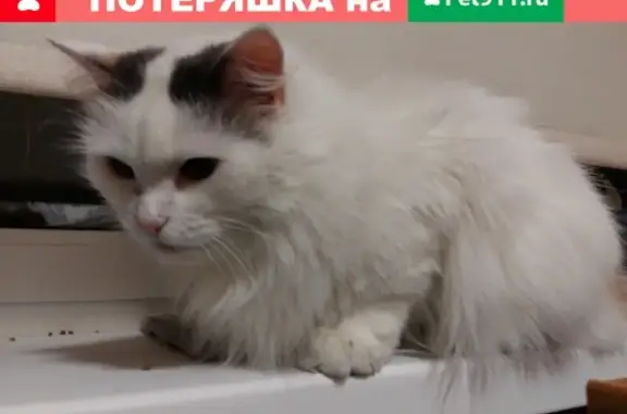 Найдена кошка на ул. Шаврова, ищет дом.