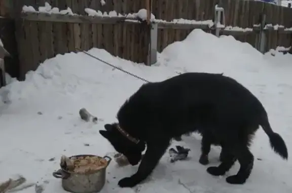 Собака в Омске: черная восточно-европейская овчарка.