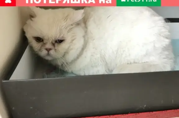 Найдена персидская кошка на Усачёва улице