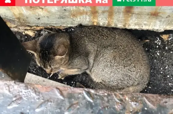 Найден котик на Грохольском переулке 13с1