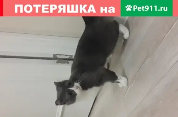Найдена кошка в Домодедово, ищет нового хозяина
